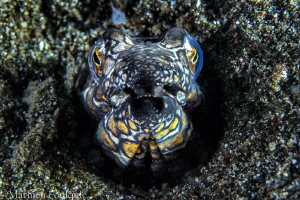 Napoleon snake eel (Lembeh) by Mathieu Foulquié 